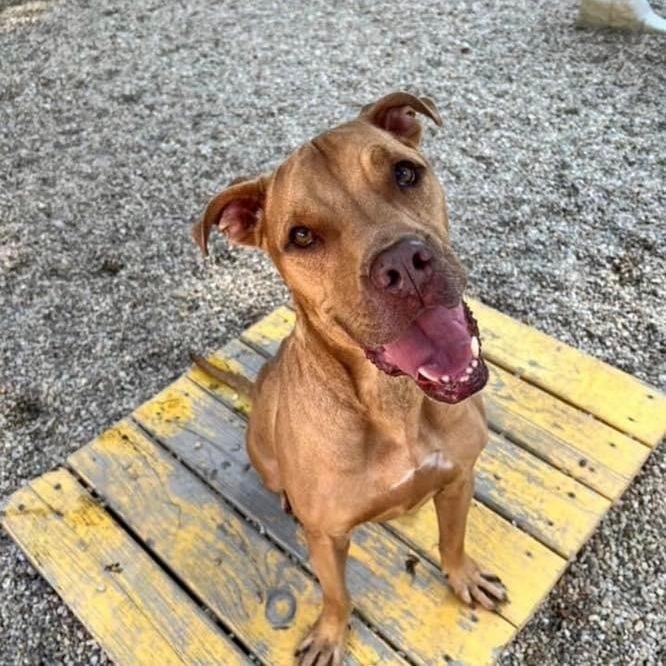 Eeyore, Adoptable, Adult Male Boxer & Terrier.