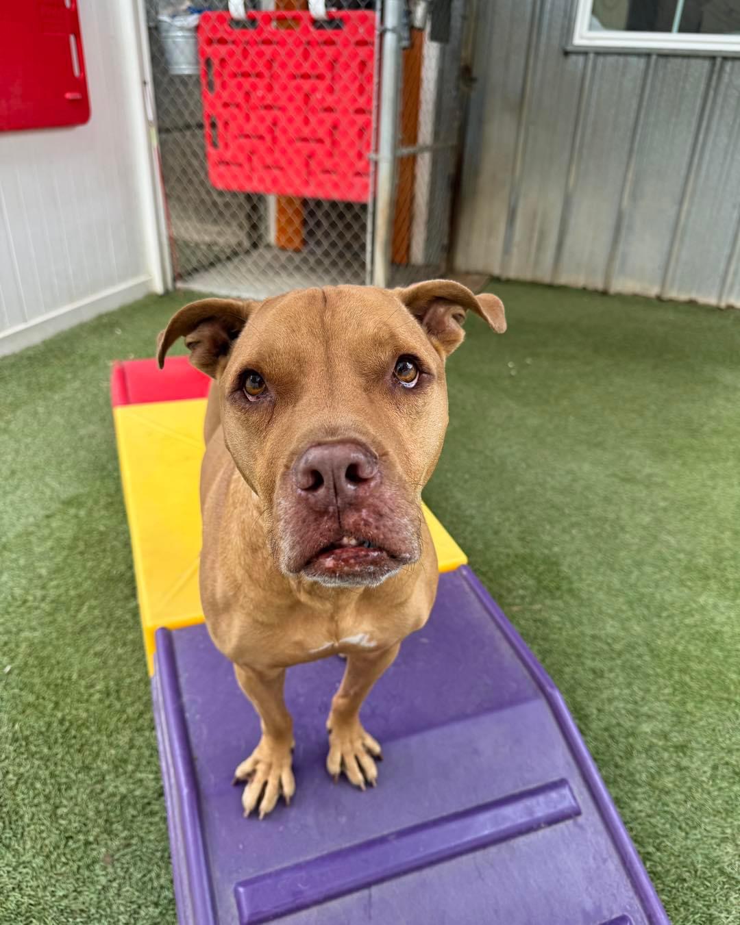 Eeyore, a Adoptable mixed breed in Baker, LA image 5/6