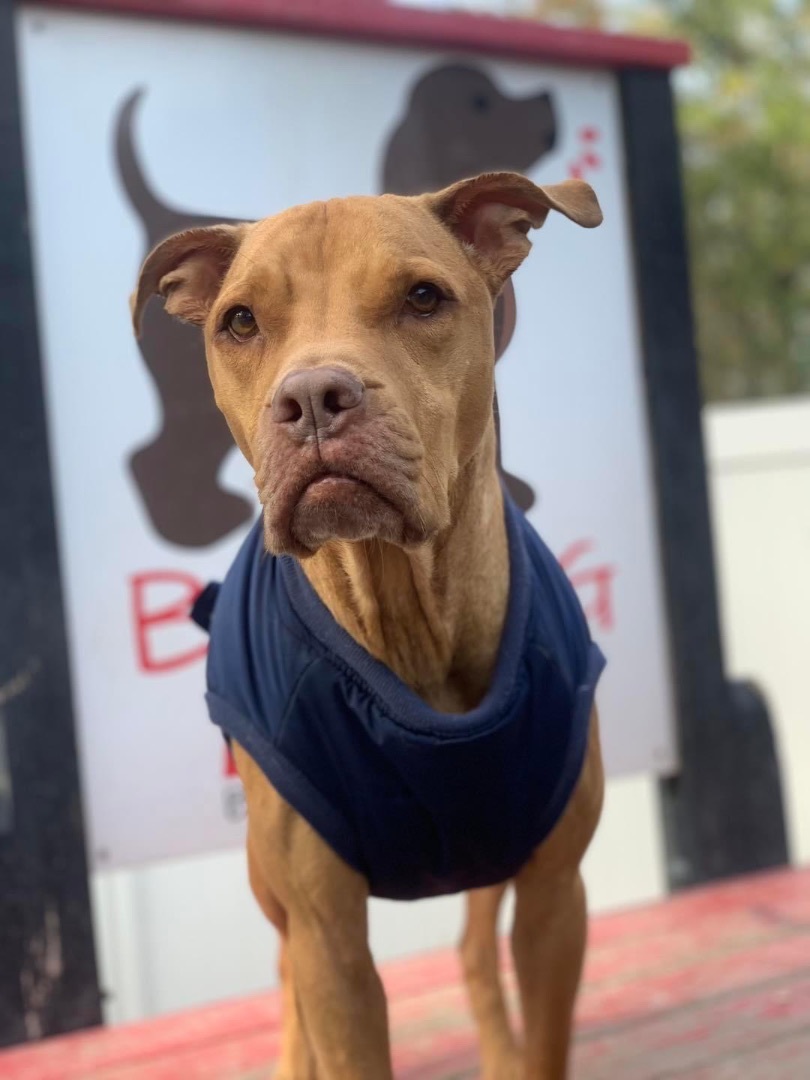 Eeyore, a Adoptable mixed breed in Baker, LA image 6/6