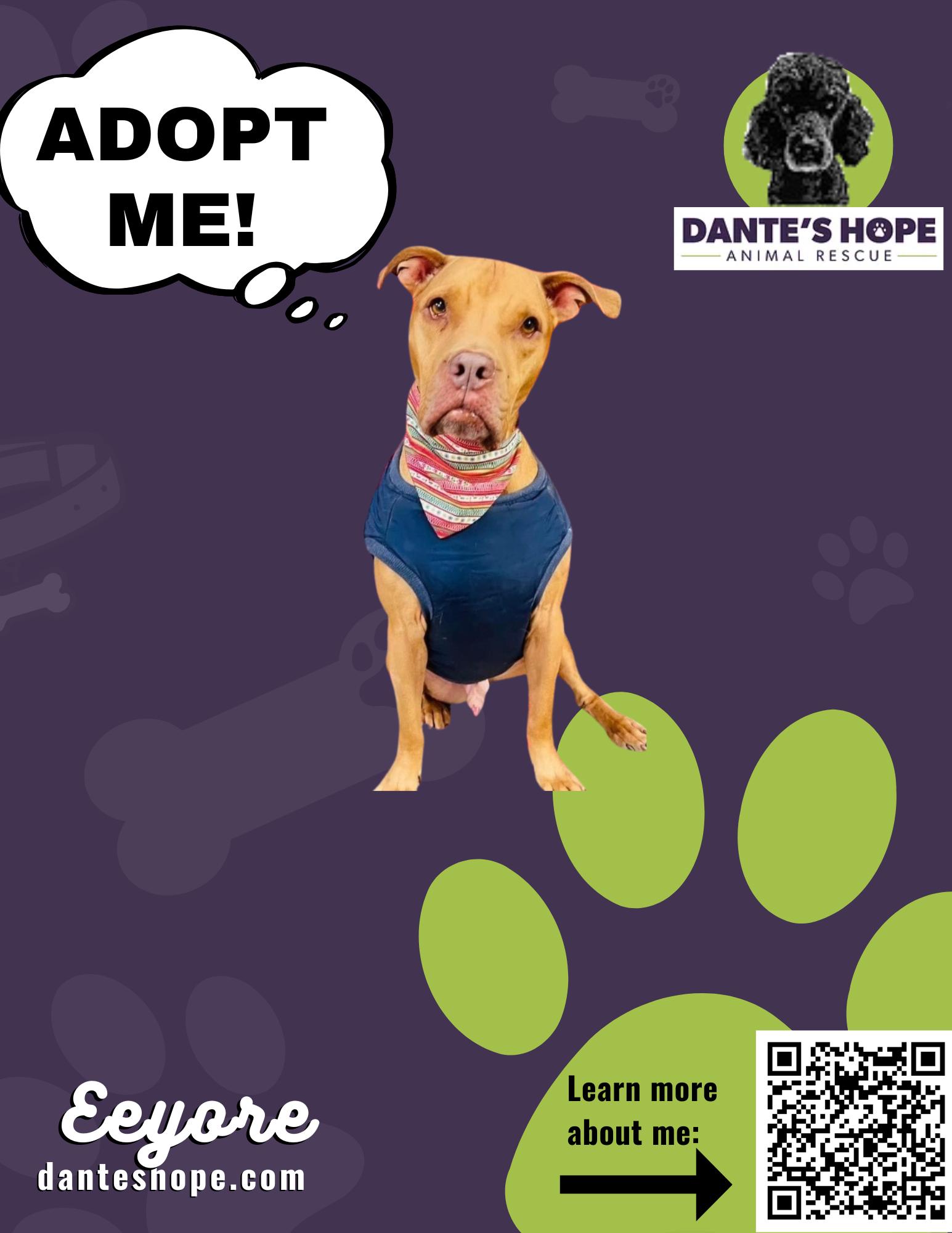 Eeyore, a Adoptable mixed breed in Baker, LA image 2/6