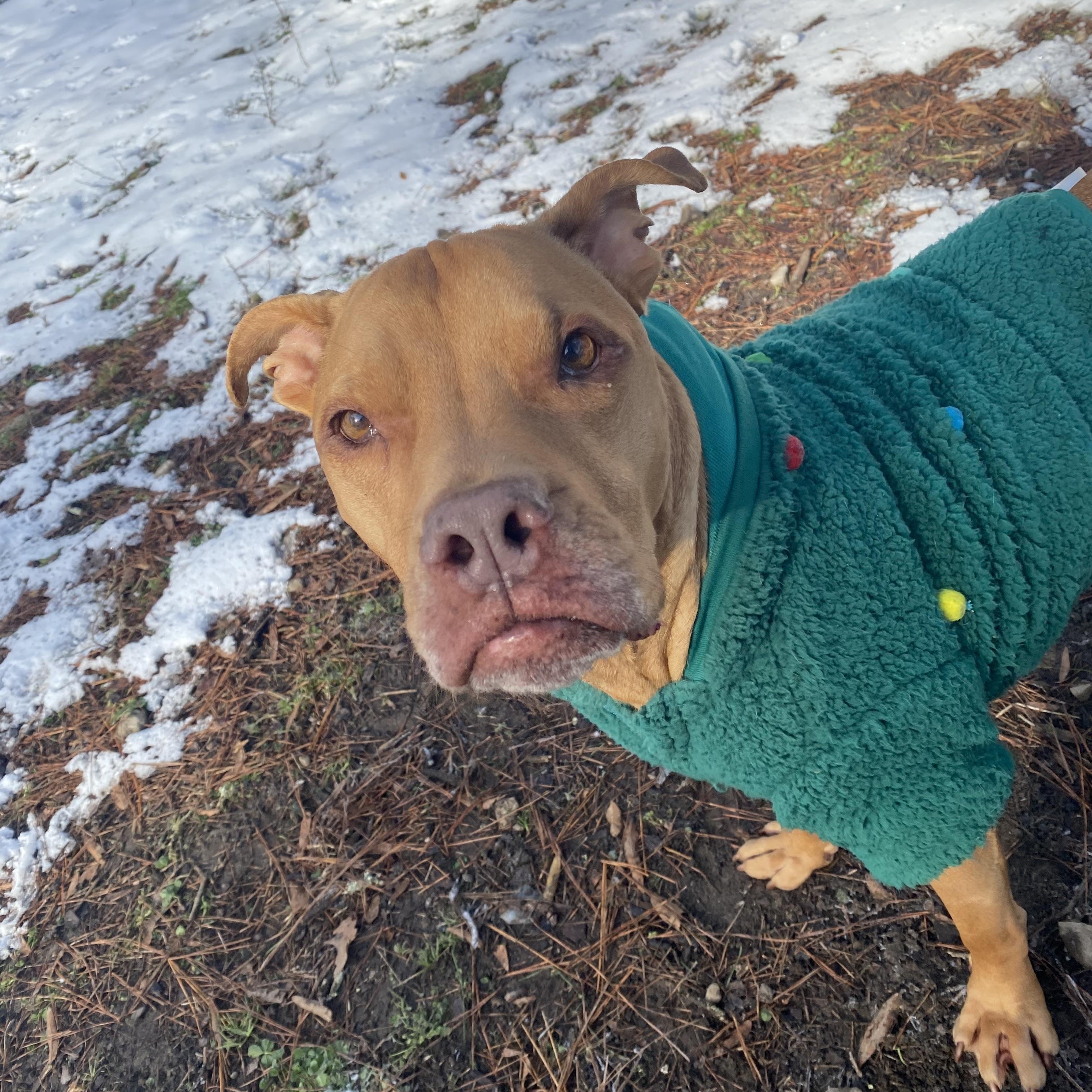 Eeyore, a Adoptable mixed breed in Baker, LA image 3/6