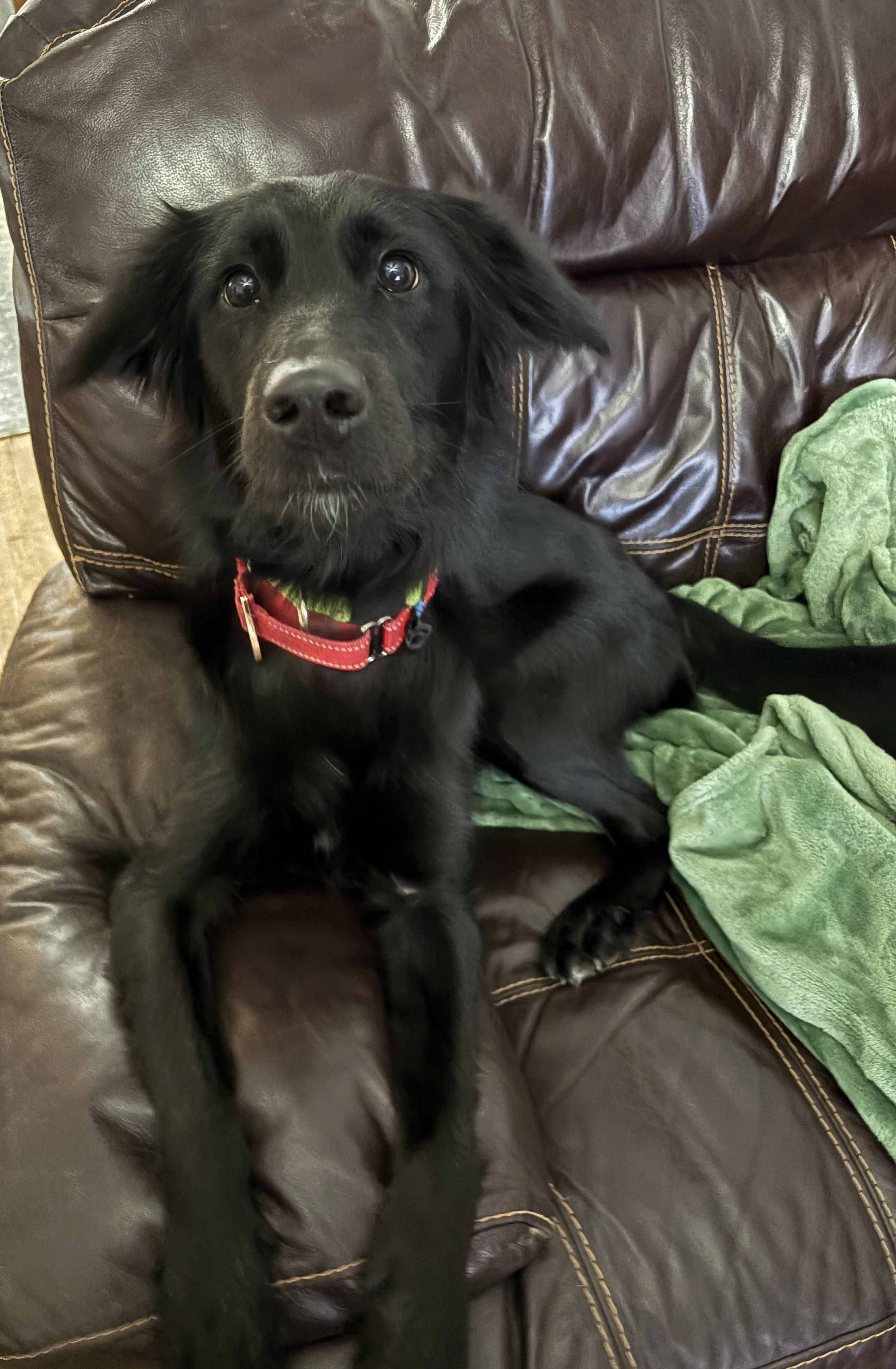 Enlarge BABE, a ADOPTABLE mixed breed in Latham, NY image 2/2