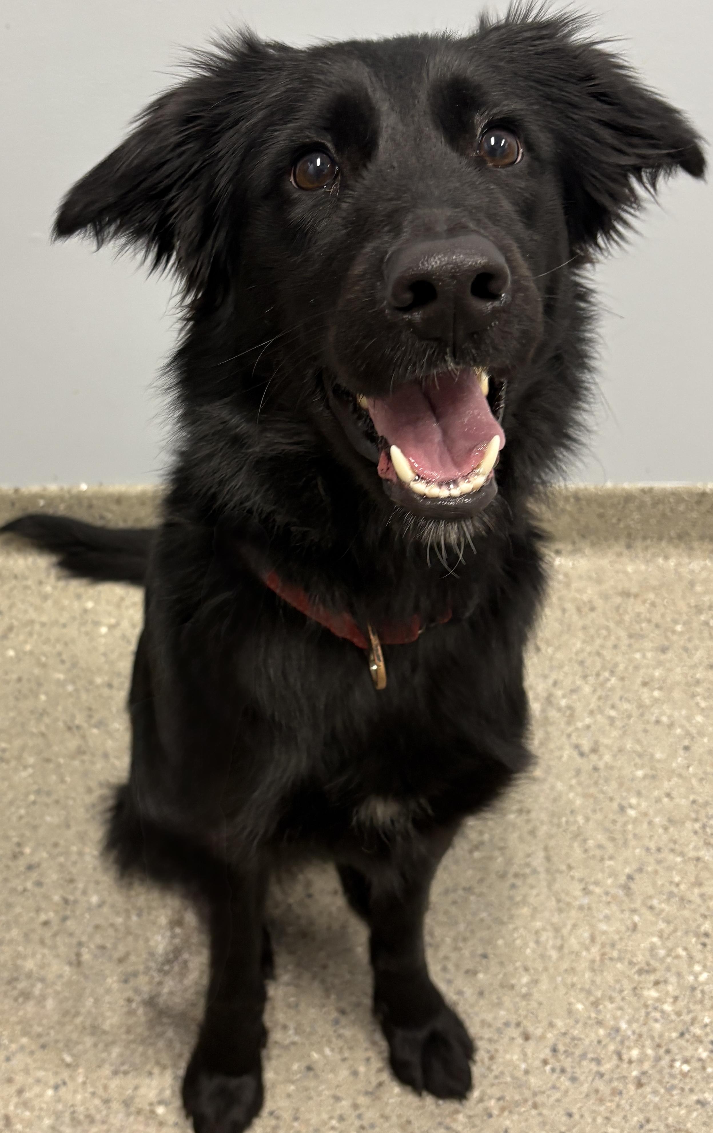 Enlarge BABE, a ADOPTABLE mixed breed in Latham, NY image 1/2