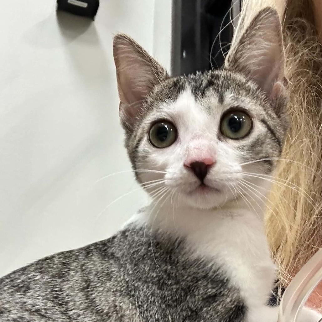 Boba, Adoptable, Kitten Female Domestic Short Hair.