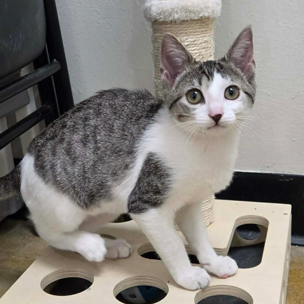 Enlarge Boba, a Adoptable Domestic Short Hair in Williston, FL image 2/6