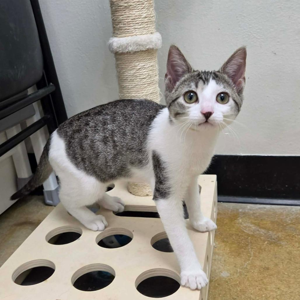Enlarge Boba, a Adoptable Domestic Short Hair in Williston, FL image 3/6