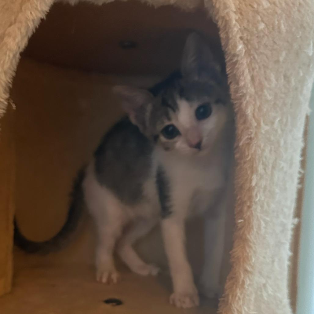 Enlarge Boba, a Adoptable Domestic Short Hair in Williston, FL image 4/6