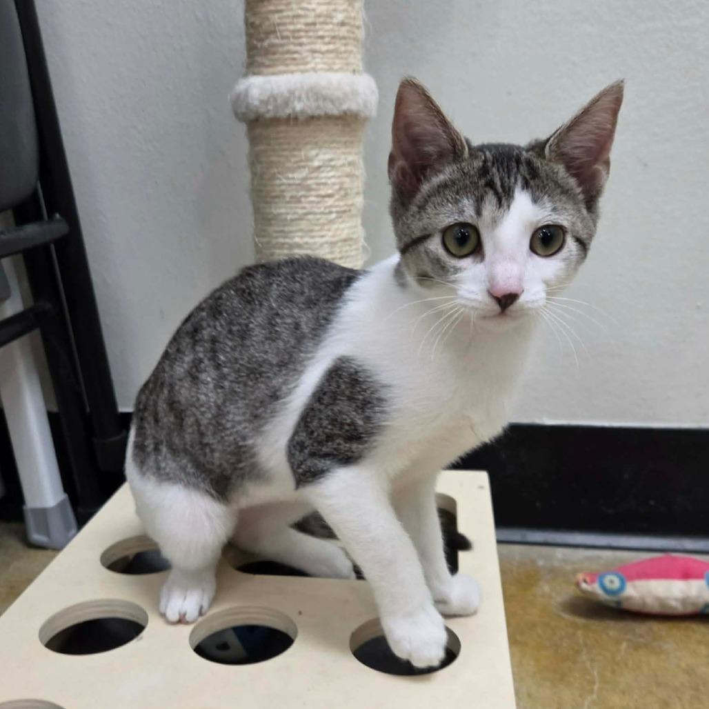 Enlarge Boba, a Adoptable Domestic Short Hair in Williston, FL image 5/6