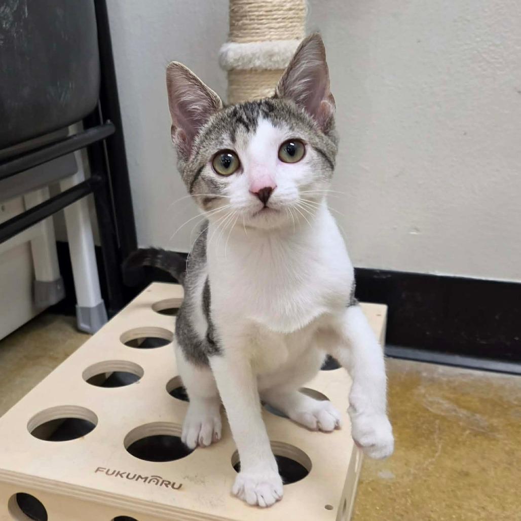 Enlarge Boba, a Adoptable Domestic Short Hair in Williston, FL image 6/6