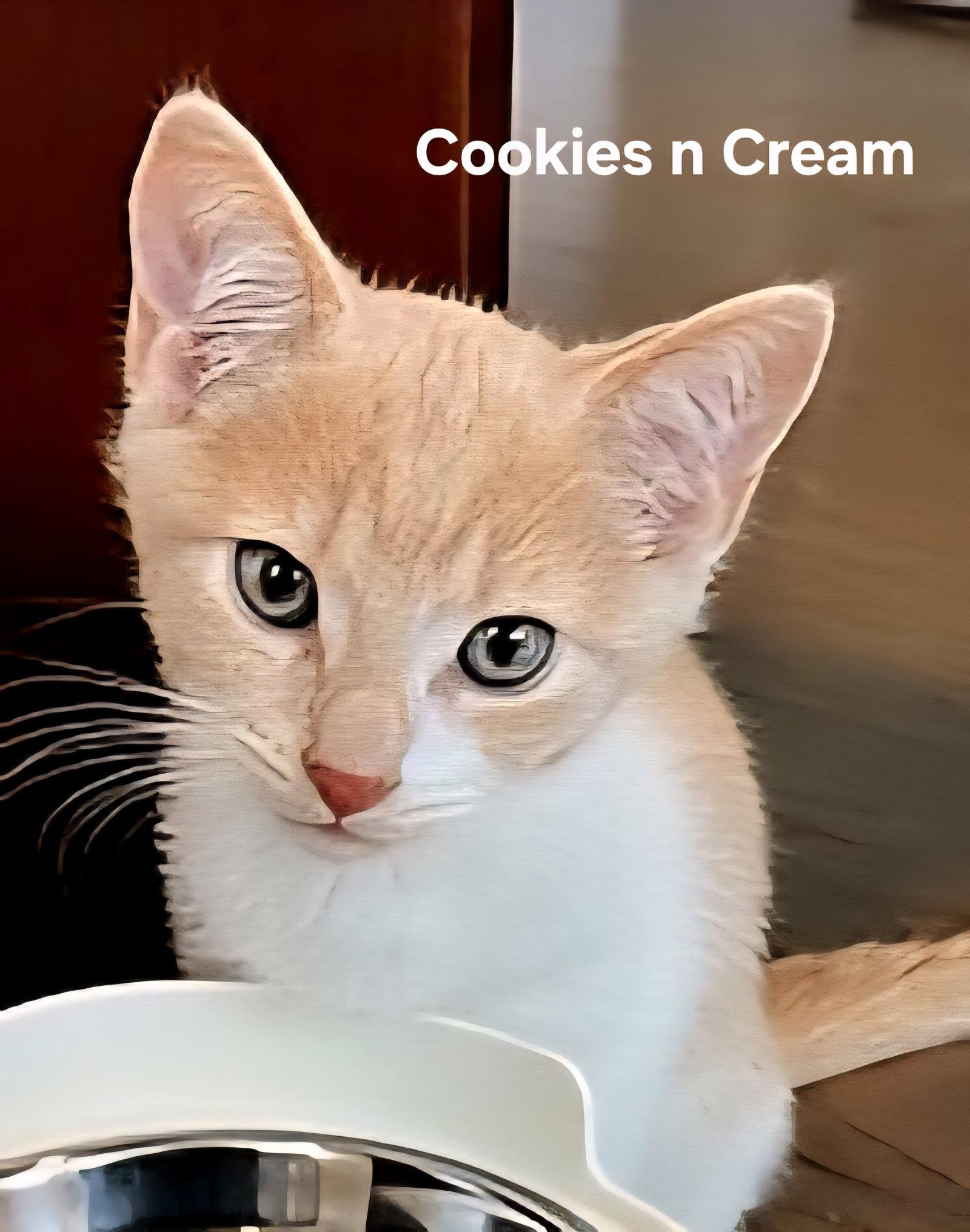 Enlarge KITTEN COOKIES AND CREAM, a Adopted Domestic Short Hair in Franklin, TN image 2/3