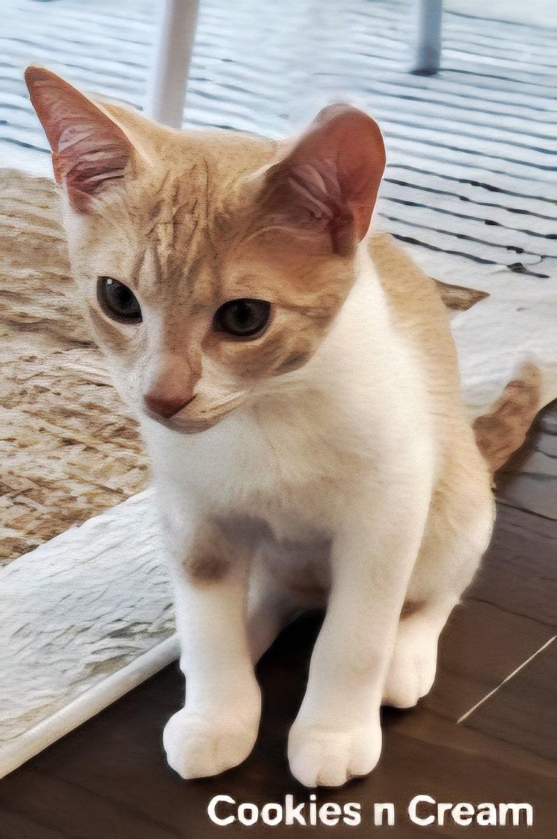 KITTEN COOKIES AND CREAM, Adopted, Young Male Domestic Short Hair.
