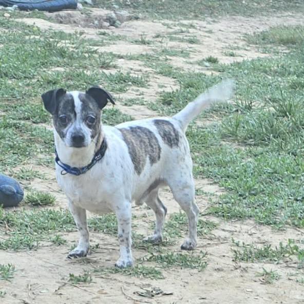 Lovvy, Adoptable, Adult Male Chihuahua & Mixed Breed.