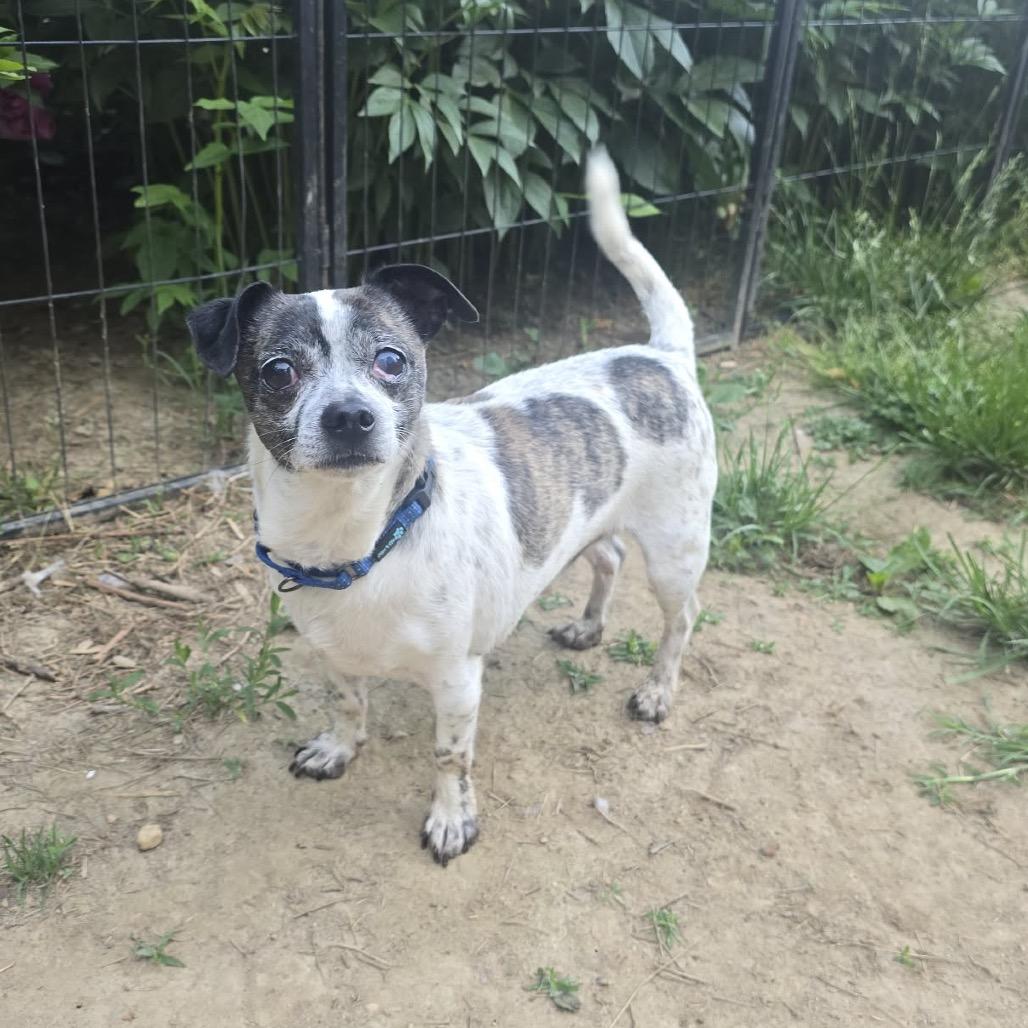 Lovvy, a Adoptable mixed breed in Fredericksburg, VA image 2/2
