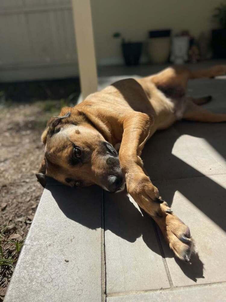 Bua, Adoptable, Senior Male Black Mouth Cur.