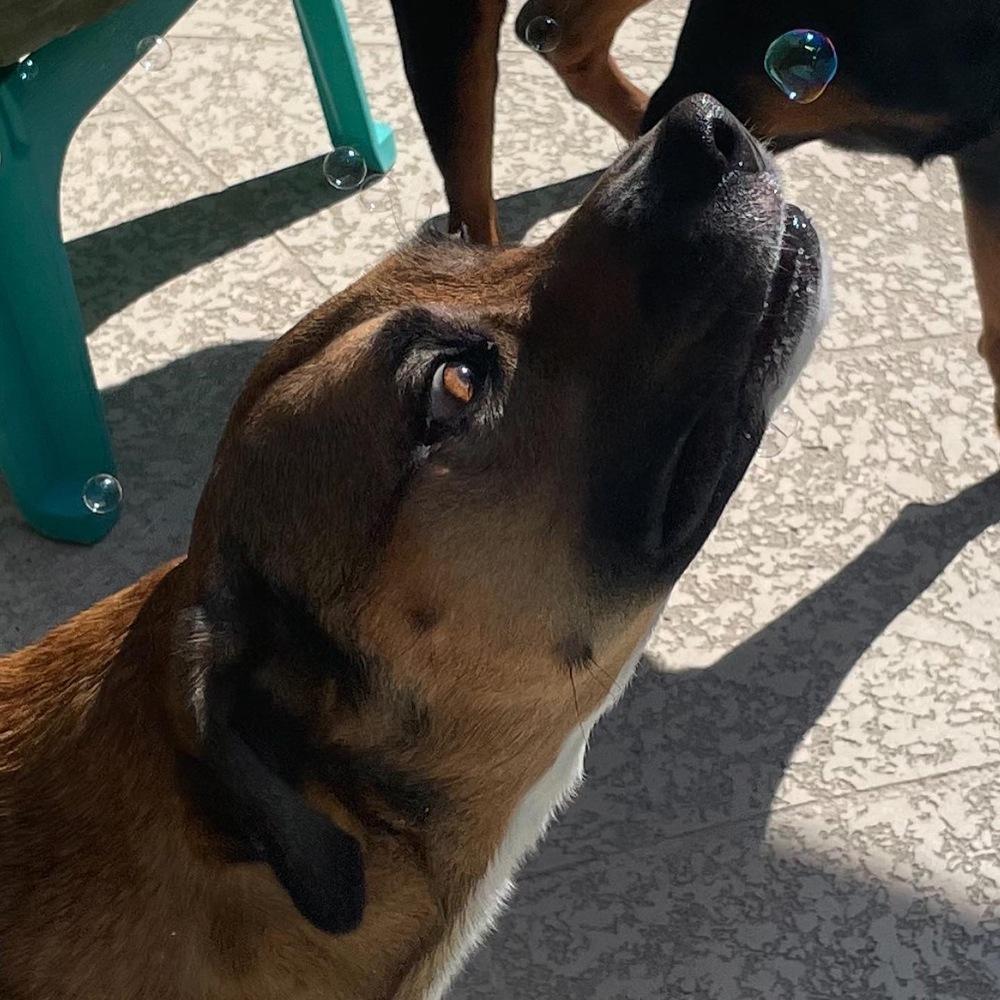 Bua, Adoptable, Senior Male Black Mouth Cur.