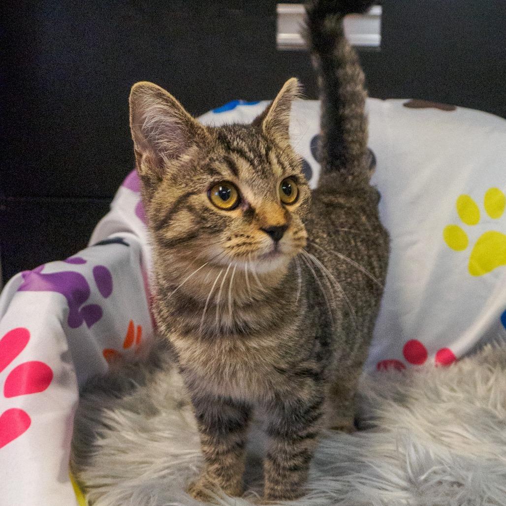 Maisy 2882, Adoptable, Kitten Female Domestic Short Hair.