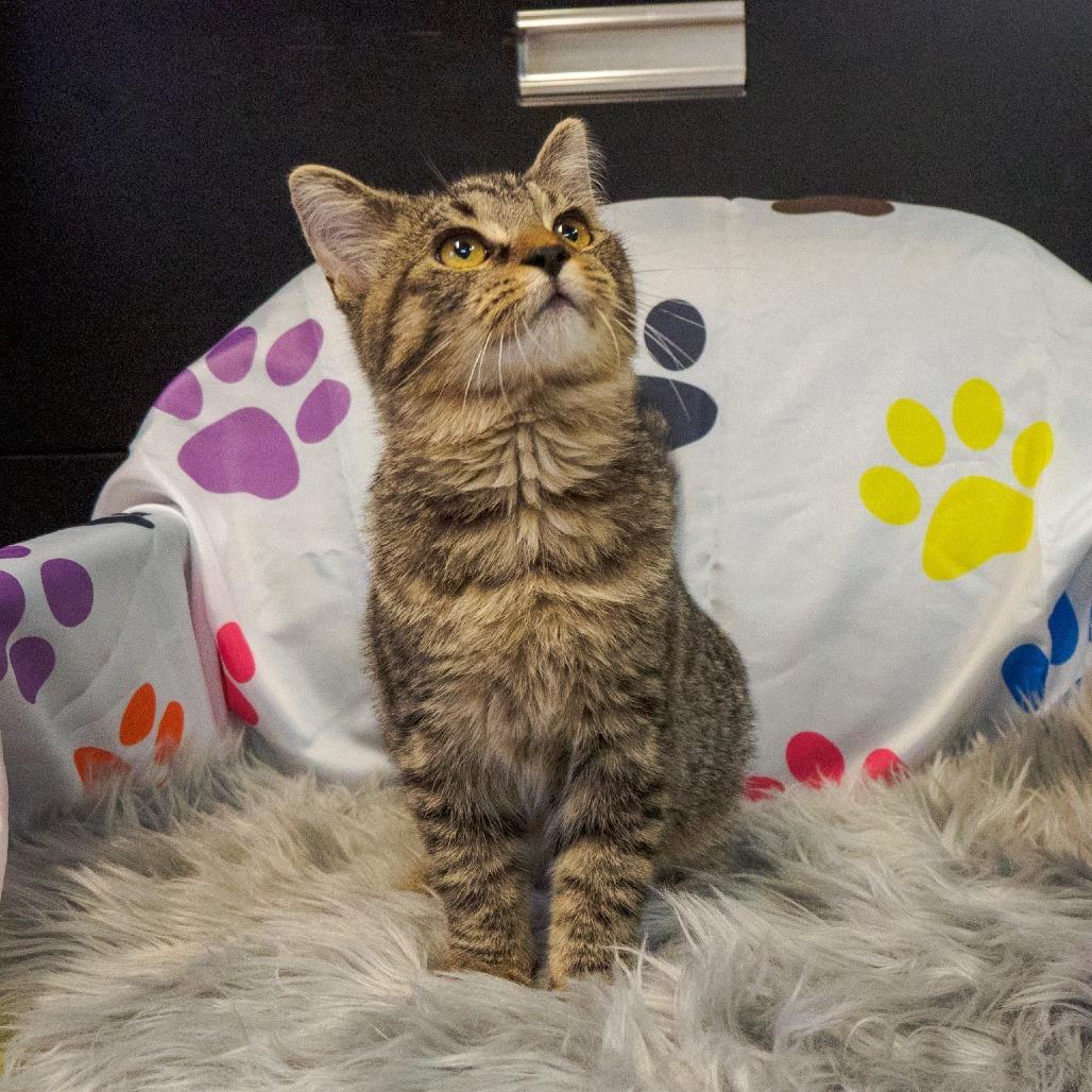 Maisy 2882, a Adoptable Domestic Short Hair in Kittanning, PA image 2/6