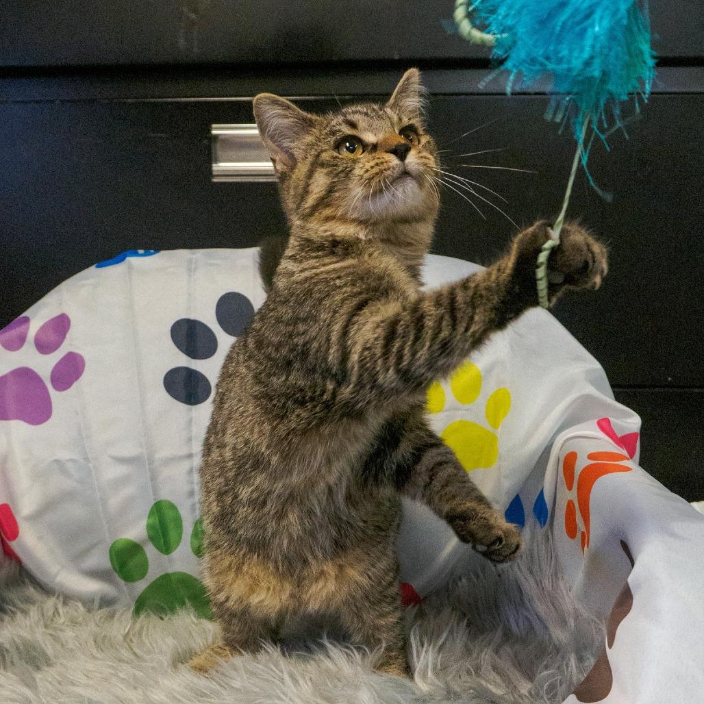 Maisy 2882, a Adoptable Domestic Short Hair in Kittanning, PA image 3/6