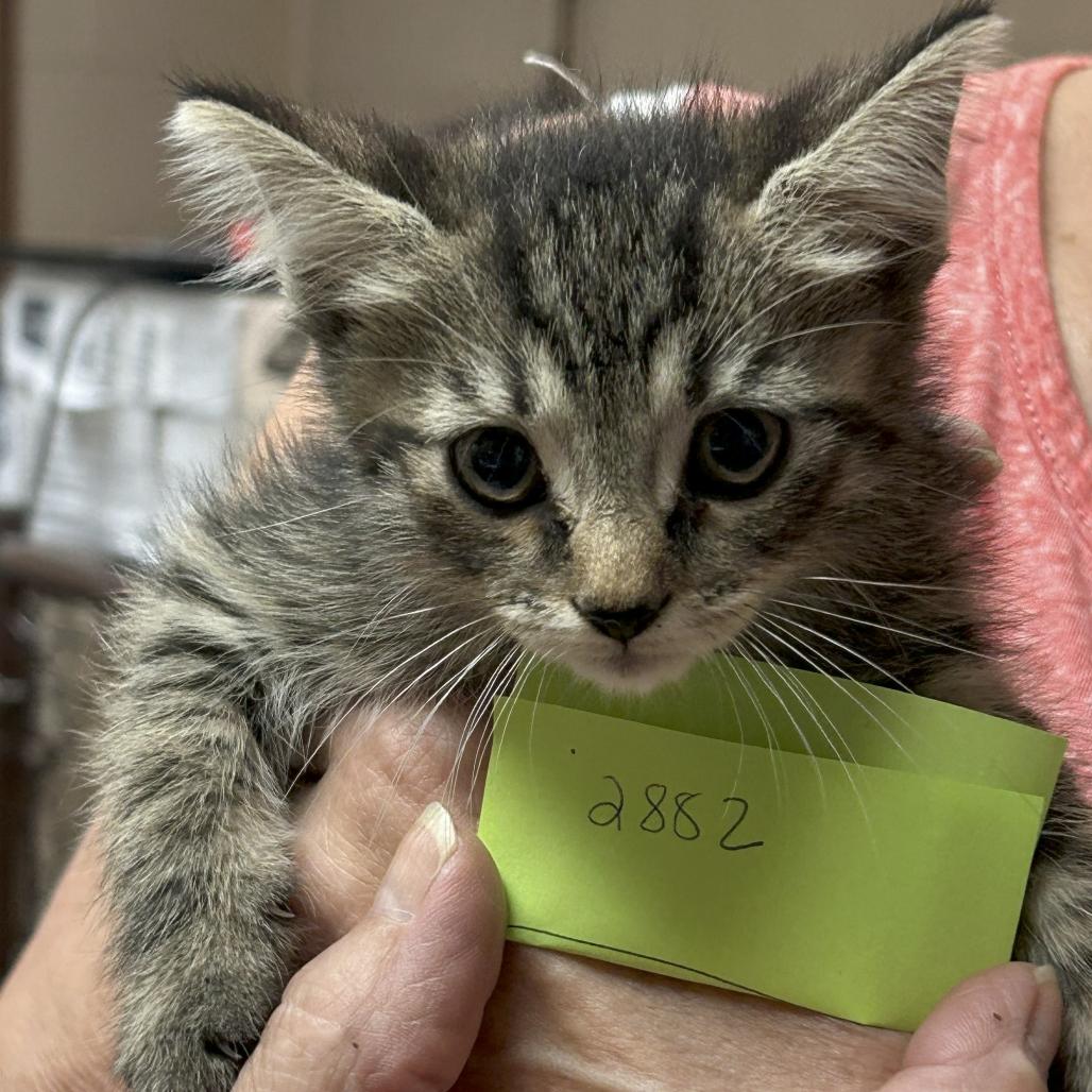 Maisy 2882, a Adoptable Domestic Short Hair in Kittanning, PA image 4/6