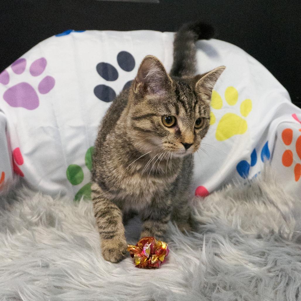 Maisy 2882, a Adoptable Domestic Short Hair in Kittanning, PA image 5/6