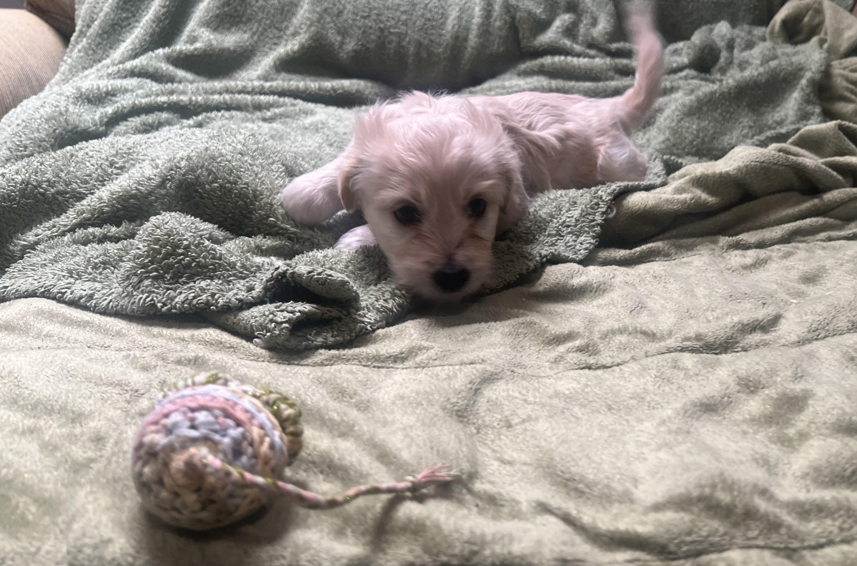 Enlarge Tinkerbelle's Puppy (Saddler), an adopted mixed breed in Dayville, CT image 5/5
