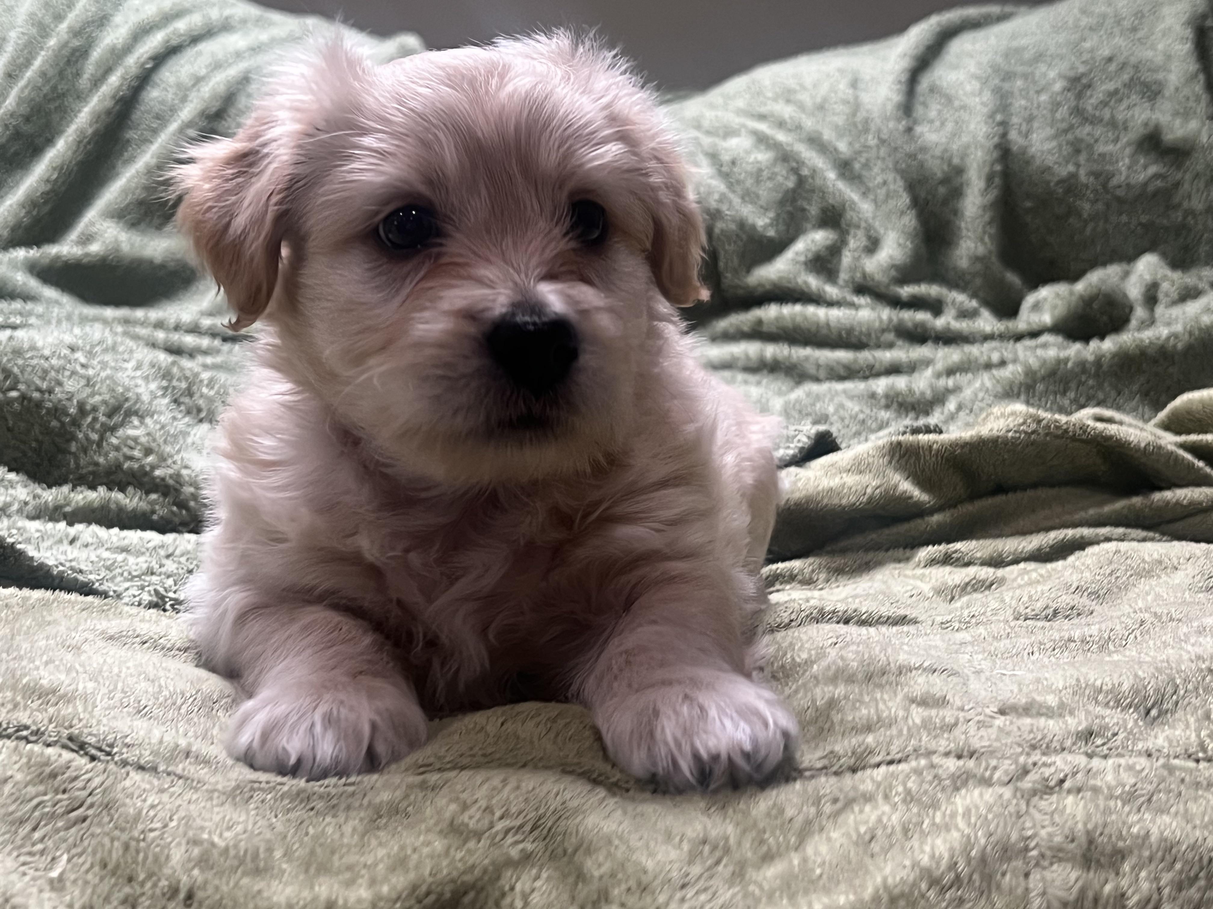 Tinkerbelle's Puppy (Male, blue collar), Adoptable, Puppy Male Chihuahua & Golden Retriever.