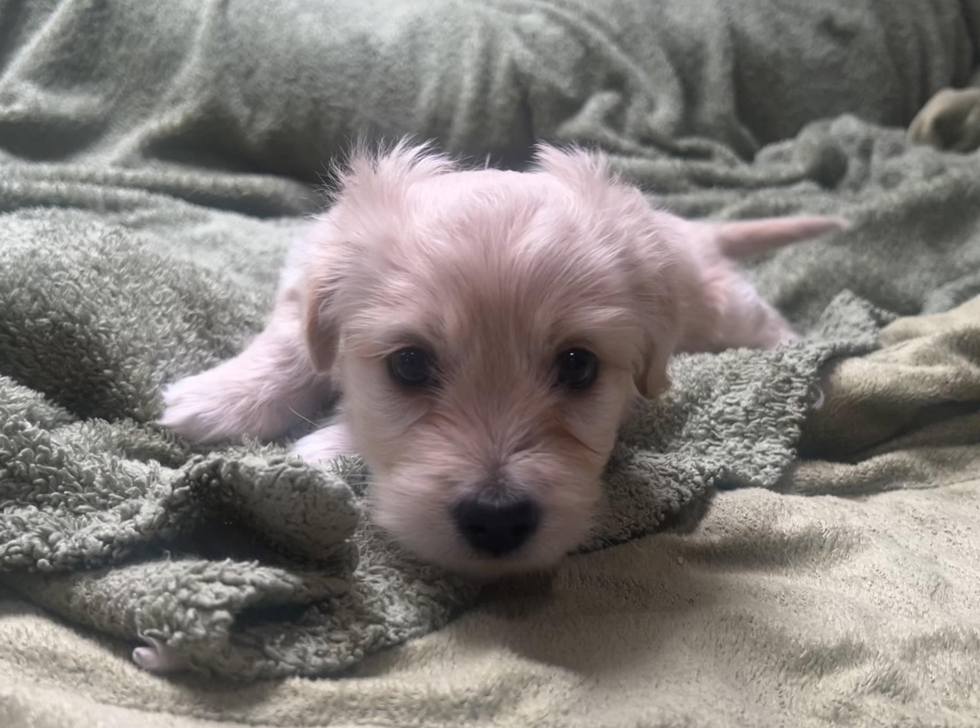 Enlarge Tinkerbelle's Puppy (Saddler), an adopted mixed breed in Dayville, CT image 4/5