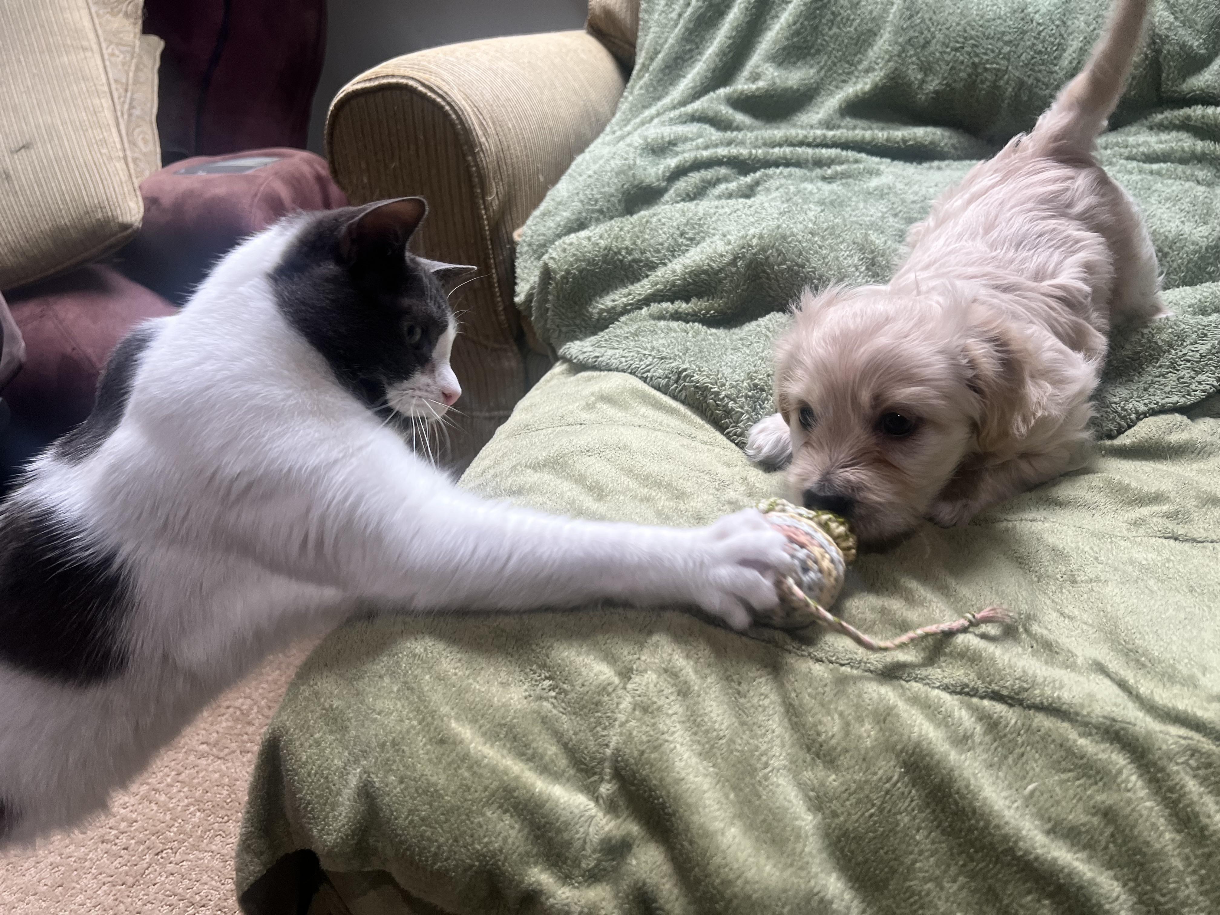 Enlarge Tinkerbelle's Puppy (Saddler), an adopted mixed breed in Dayville, CT image 3/5