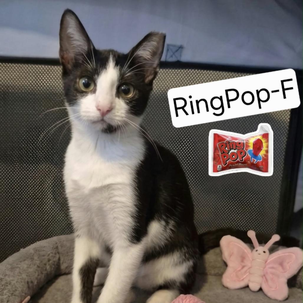 Enlarge Ring Pop, a Adoptable Domestic Short Hair in Lutz, FL image 1/2