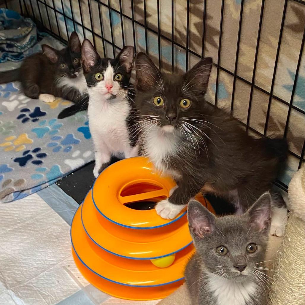 Enlarge Ring Pop, a Adoptable Domestic Short Hair in Lutz, FL image 2/2