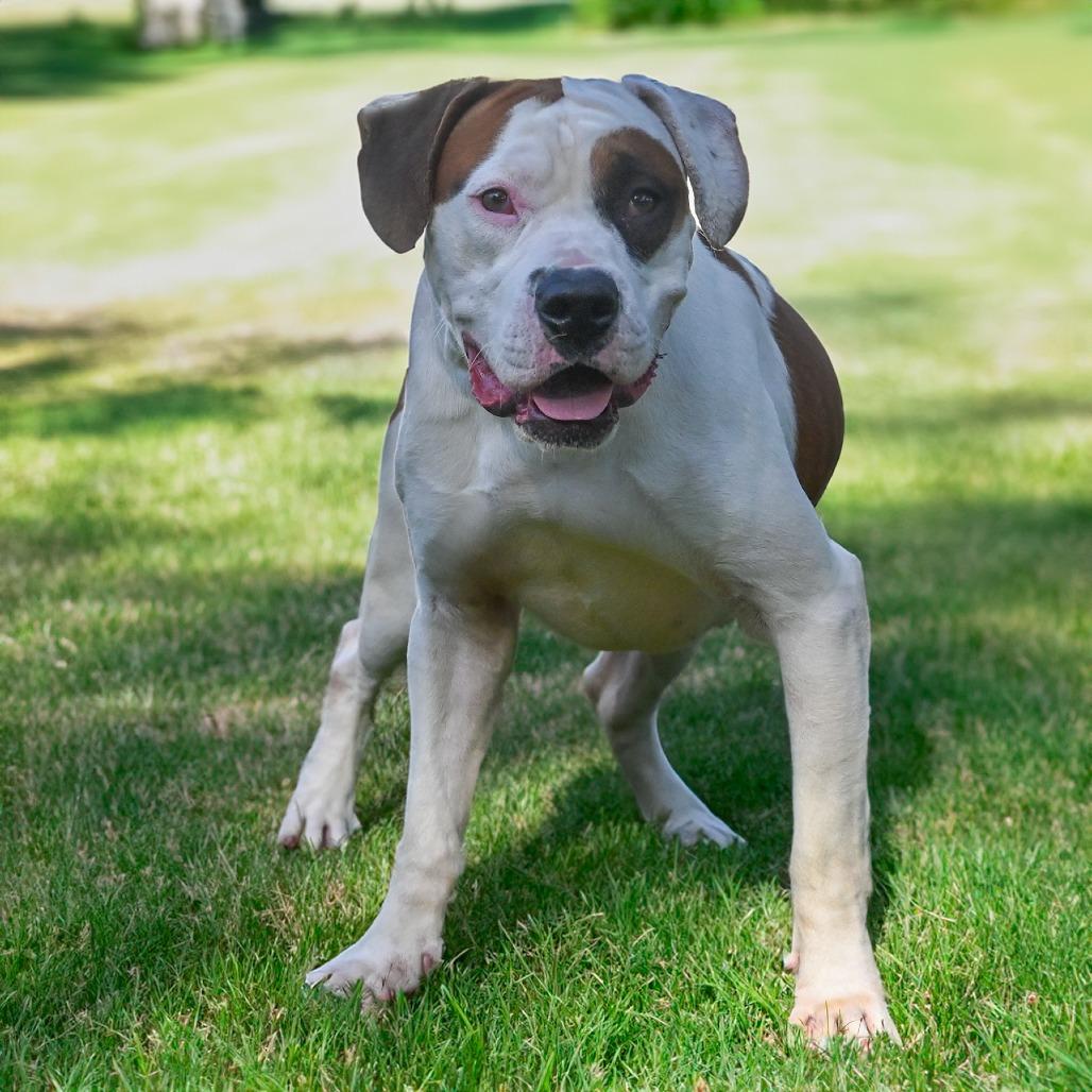 Eddy, a Adoptable Mixed Breed in Sarasota, FL image 2/6