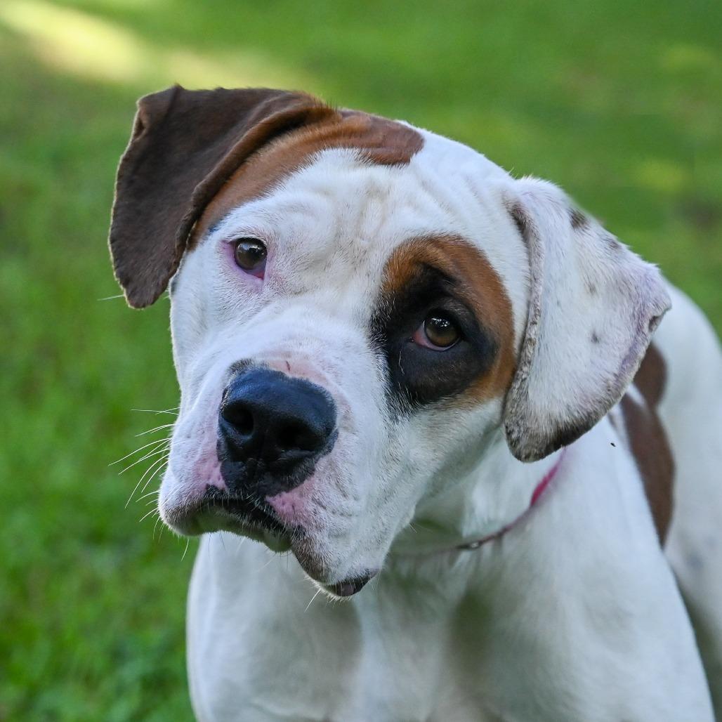 Eddy, a Adoptable Mixed Breed in Sarasota, FL image 3/6