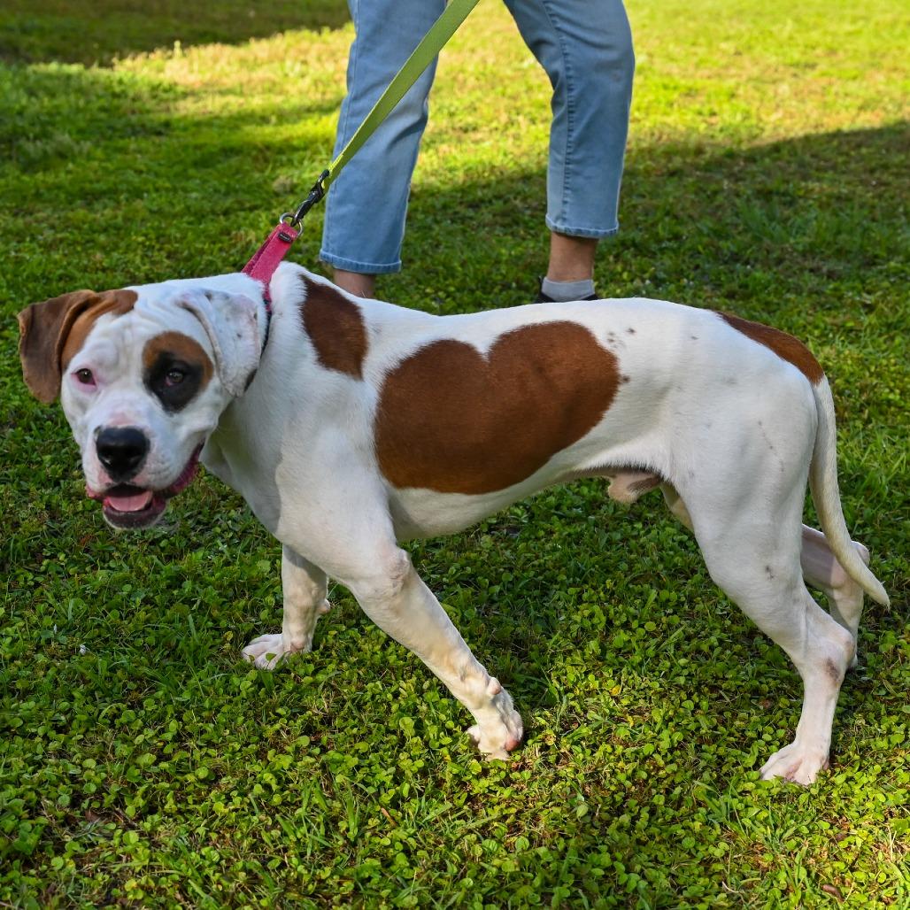 Eddy, a Adoptable Mixed Breed in Sarasota, FL image 4/6