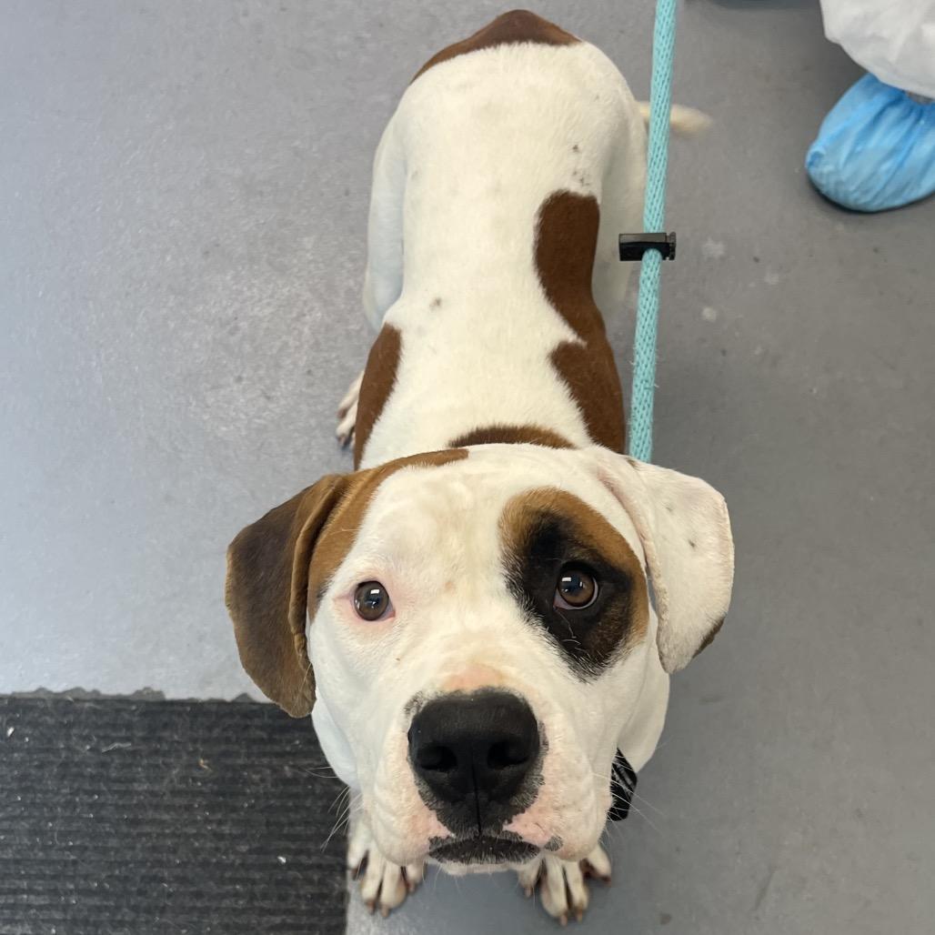 Eddy, a Adoptable Mixed Breed in Sarasota, FL image 5/6
