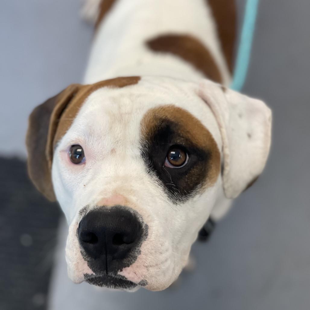 Eddy, a Adoptable Mixed Breed in Sarasota, FL image 6/6