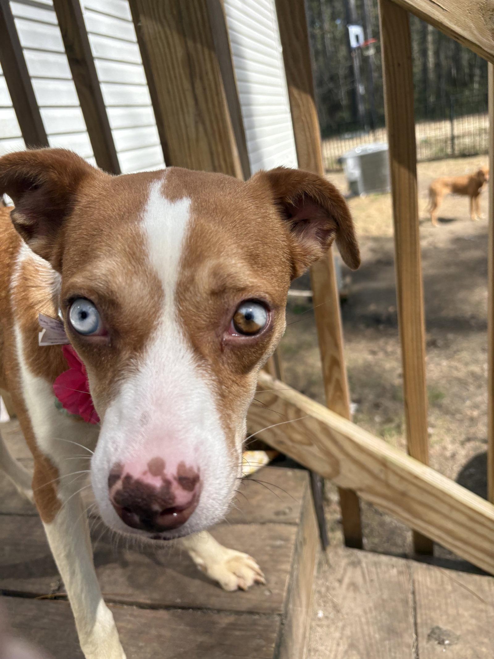 Enlarge Charlotte, a Adoptable Australian Cattle Dog / Blue Heeler in Mount Pleasant, SC image 1/2