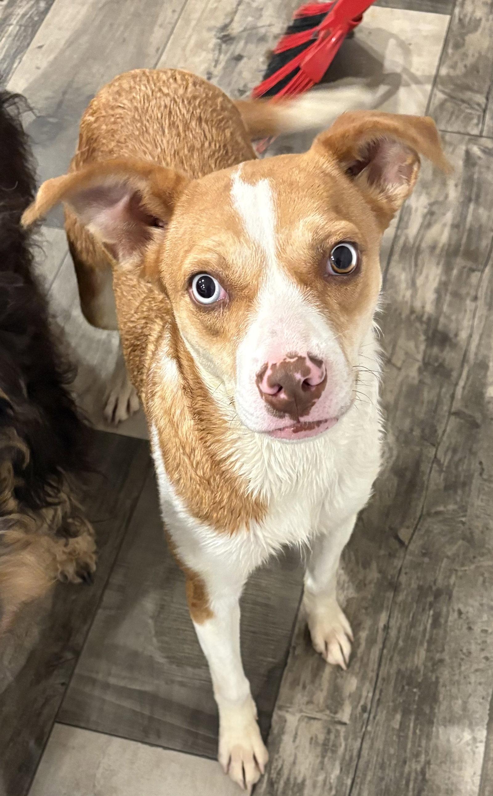 Enlarge Charlotte, a Adoptable Australian Cattle Dog / Blue Heeler in Mount Pleasant, SC image 2/2