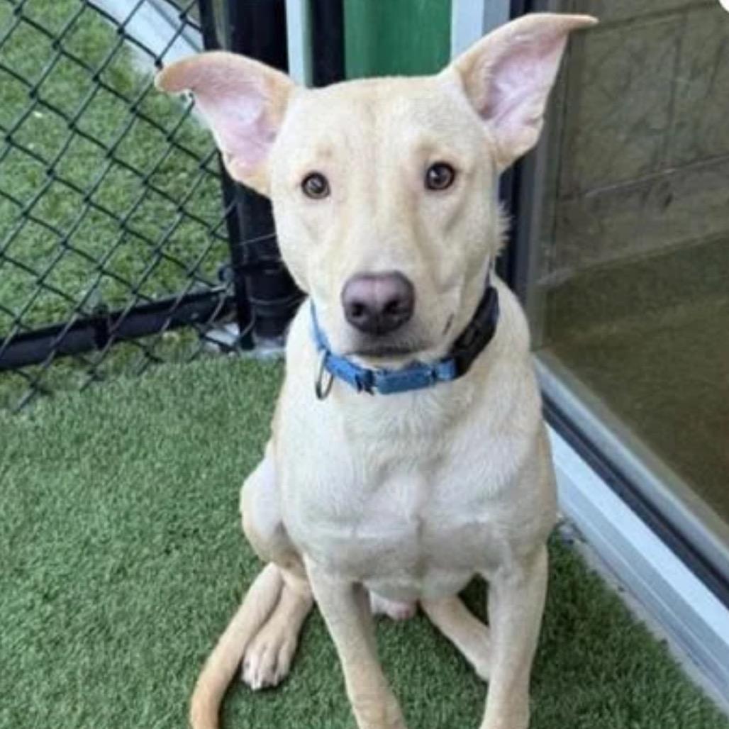 Goofy, Adoptable, Adult Male Yellow Labrador Retriever & None.