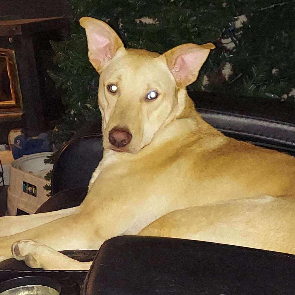 Goofy, a Adoptable Yellow Labrador Retriever in Nampa, ID image 2/6