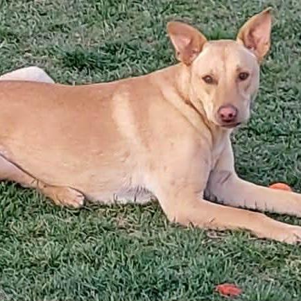 Goofy, a Adoptable Yellow Labrador Retriever in Nampa, ID image 3/6