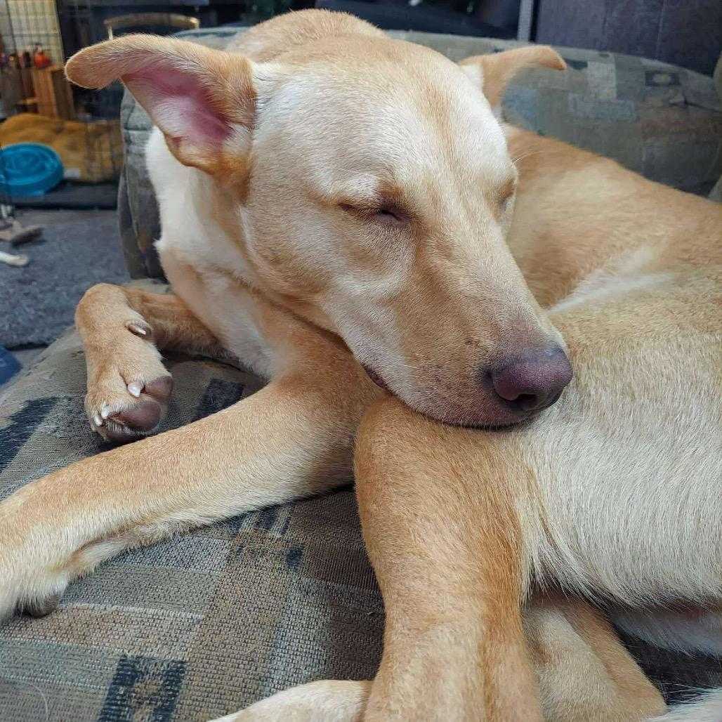 Goofy, a Adoptable Yellow Labrador Retriever in Nampa, ID image 4/6