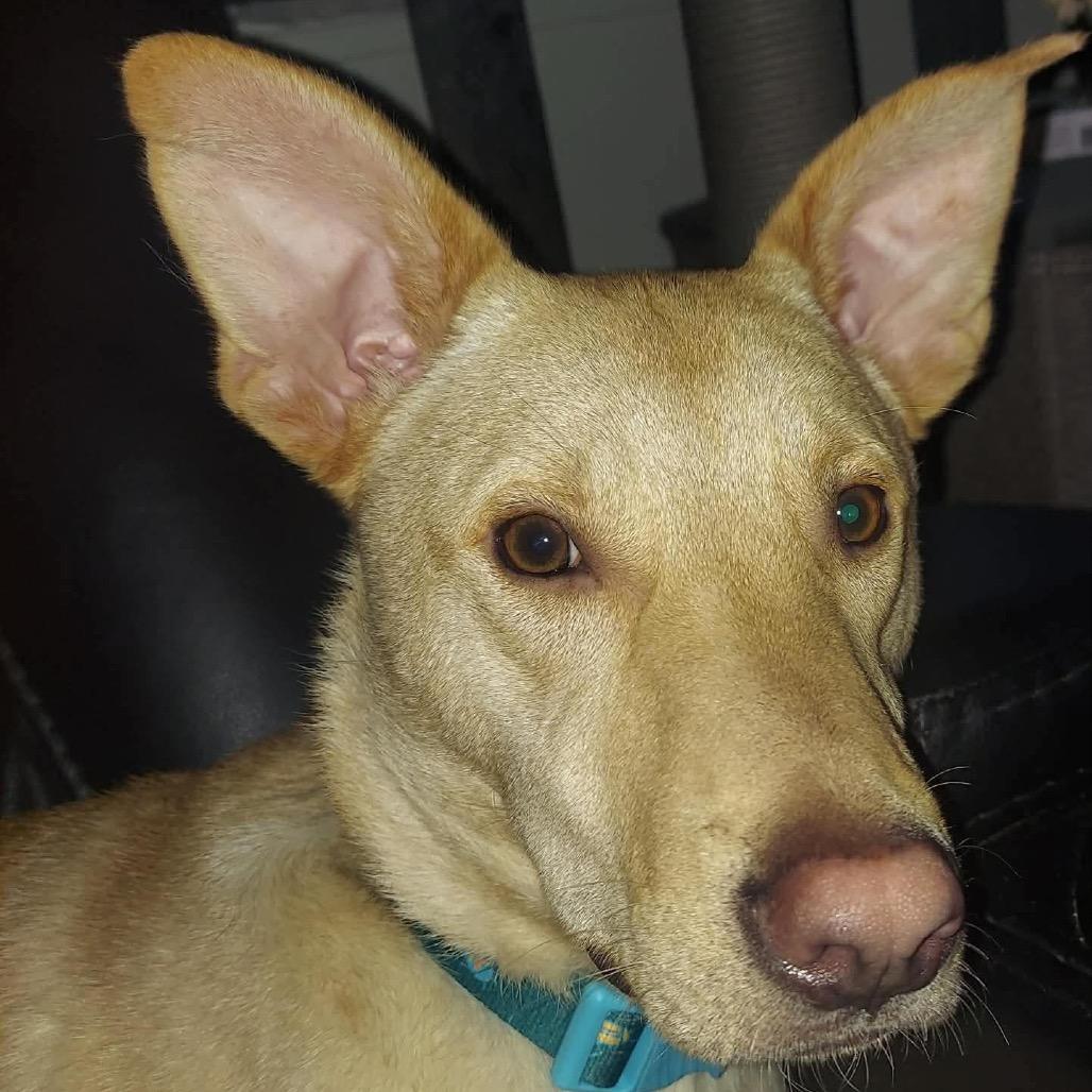 Goofy, a Adoptable Yellow Labrador Retriever in Nampa, ID image 5/6