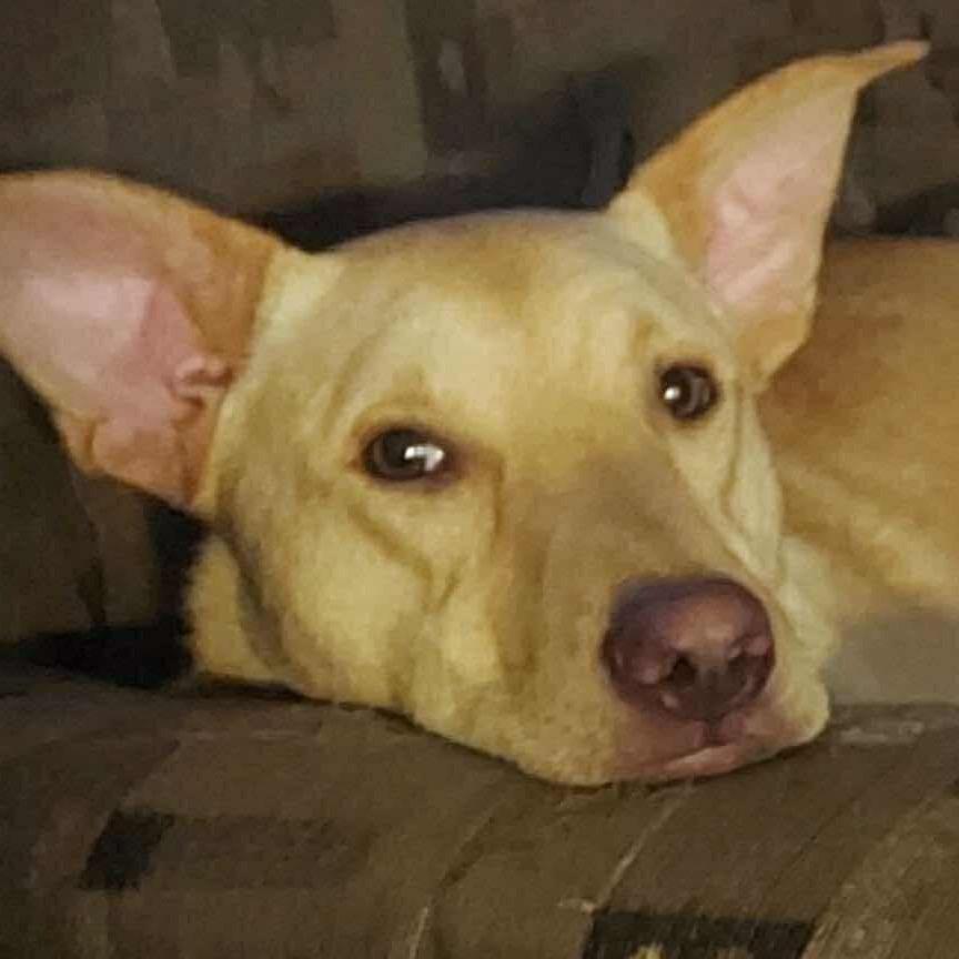 Goofy, a Adoptable Yellow Labrador Retriever in Nampa, ID image 6/6