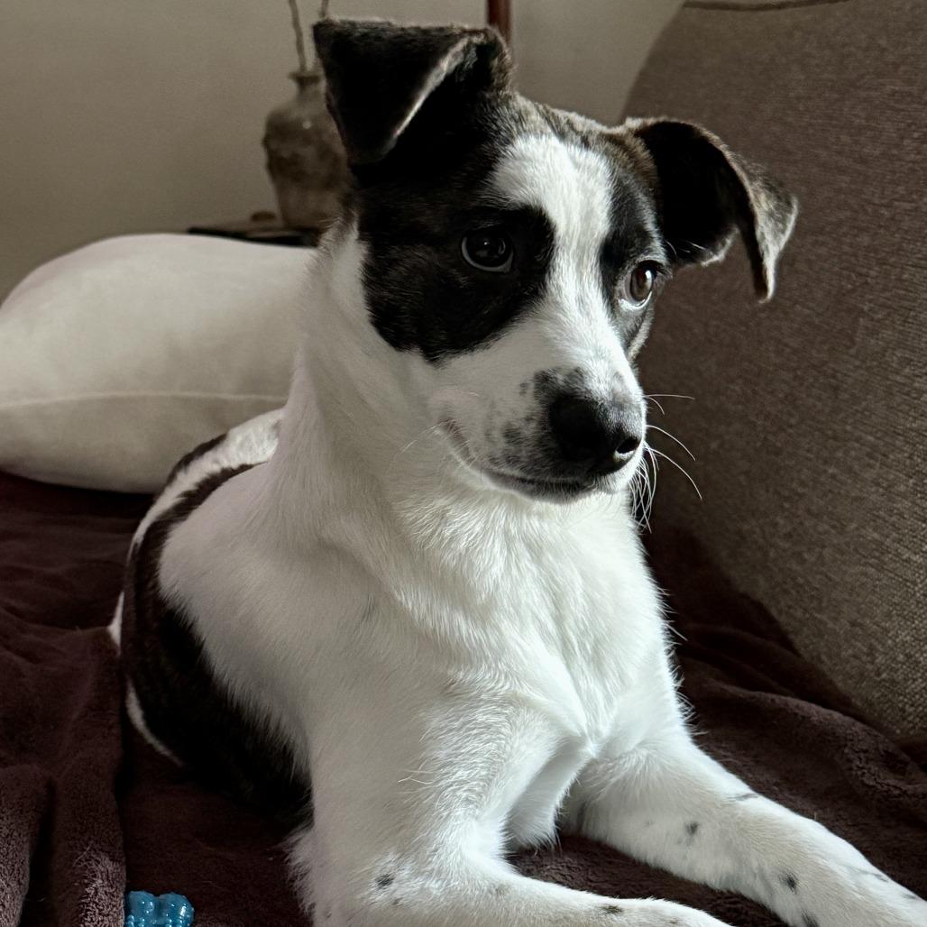 Disco puppy: Donna Summer, Adoptable, Young Female Terrier.