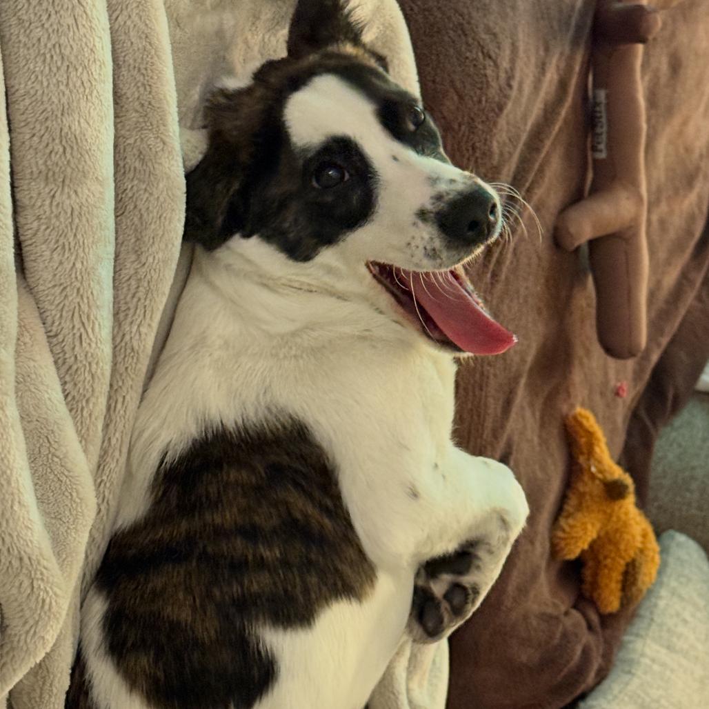 Enlarge Disco puppy: Donna Summer, a Adoptable Terrier in Washington, DC image 2/6