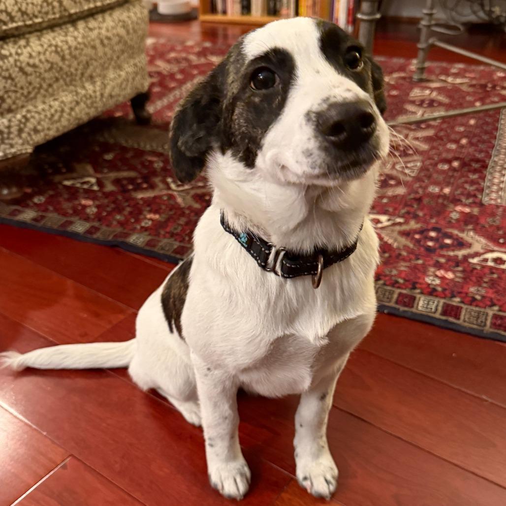 Enlarge Disco puppy: Donna Summer, a Adoptable Terrier in Washington, DC image 4/6