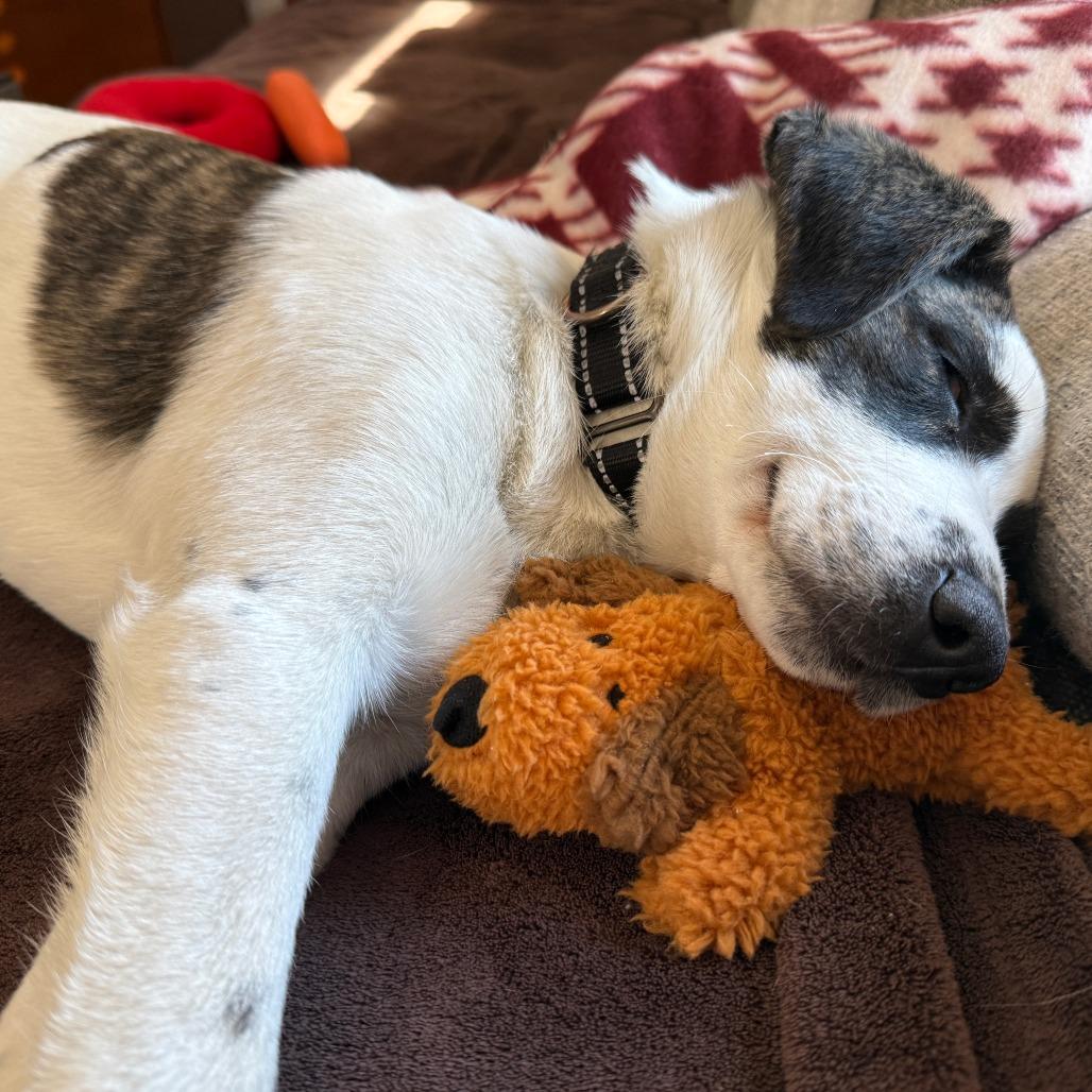 Enlarge Disco puppy: Donna Summer, a Adoptable Terrier in Washington, DC image 5/6