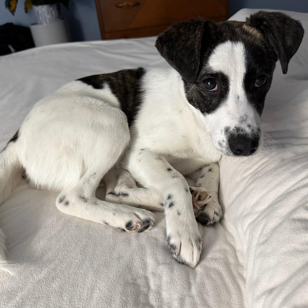 Enlarge Disco puppy: Donna Summer, a Adoptable Terrier in Washington, DC image 6/6