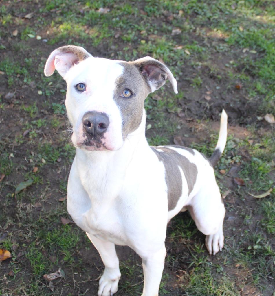 Roger, Adoptable, Adult Male Pit Bull Terrier.