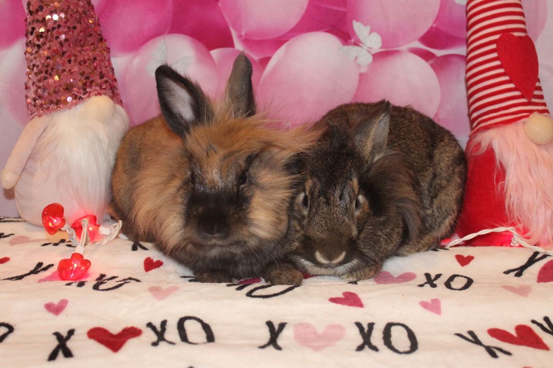 Enlarge Romeo & Juliet, an adoptable Lionhead in Hillside, NJ image 1/8